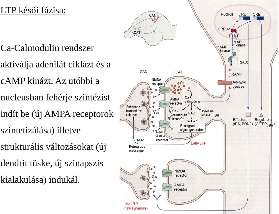 Az utóbbi a nucleusban fehérje szintézist indít be (új AMPA