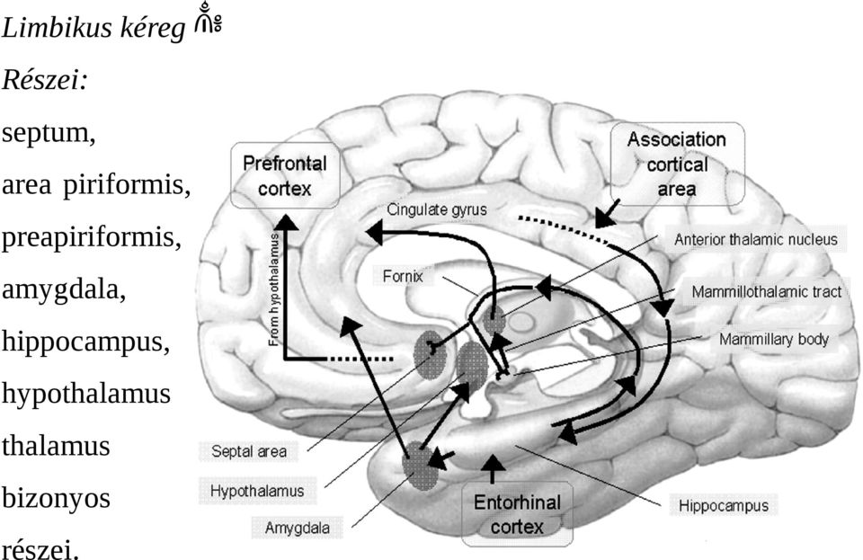 preapiriformis, amygdala,