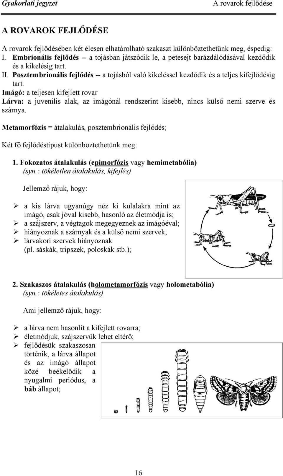 . Posztembrionális fejlődés -- a tojásból való kikeléssel kezdődik és a teljes kifejlődésig tart.