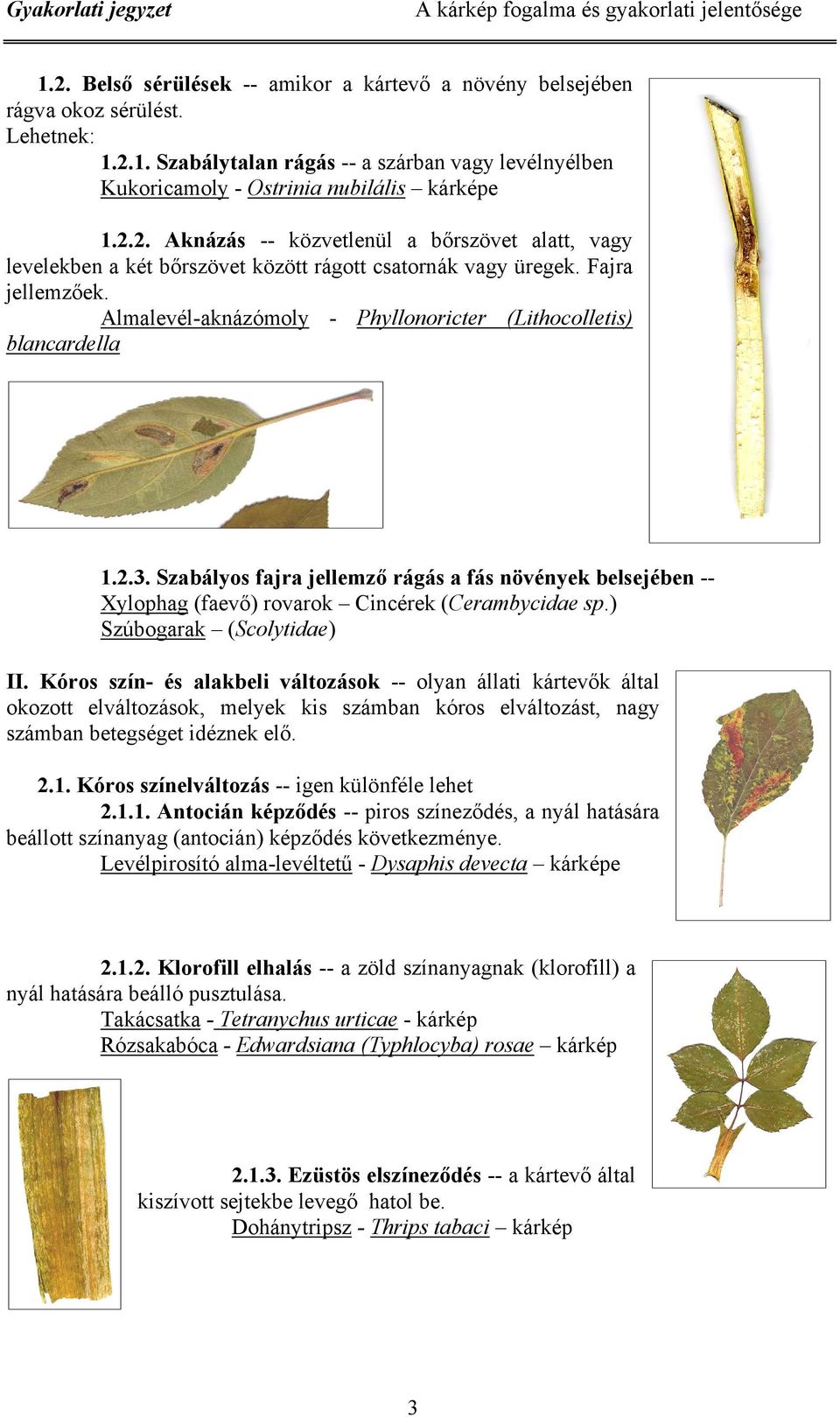 Almalevél-aknázómoly - Phyllonoricter (Lithocolletis) blancardella 1.2.3. Szabályos fajra jellemző rágás a fás növények belsejében -- Xylophag (faevő) rovarok Cincérek (Cerambycidae sp.