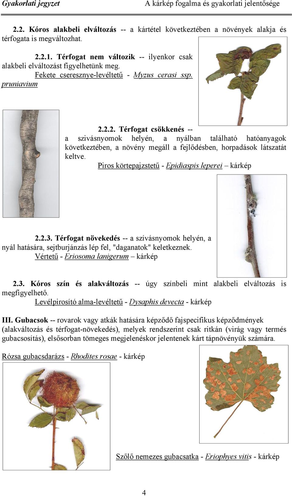 2.2. Térfogat csökkenés -- a szivásnyomok helyén, a nyálban található hatóanyagok következtében, a növény megáll a fejlődésben, horpadások látszatát keltve.