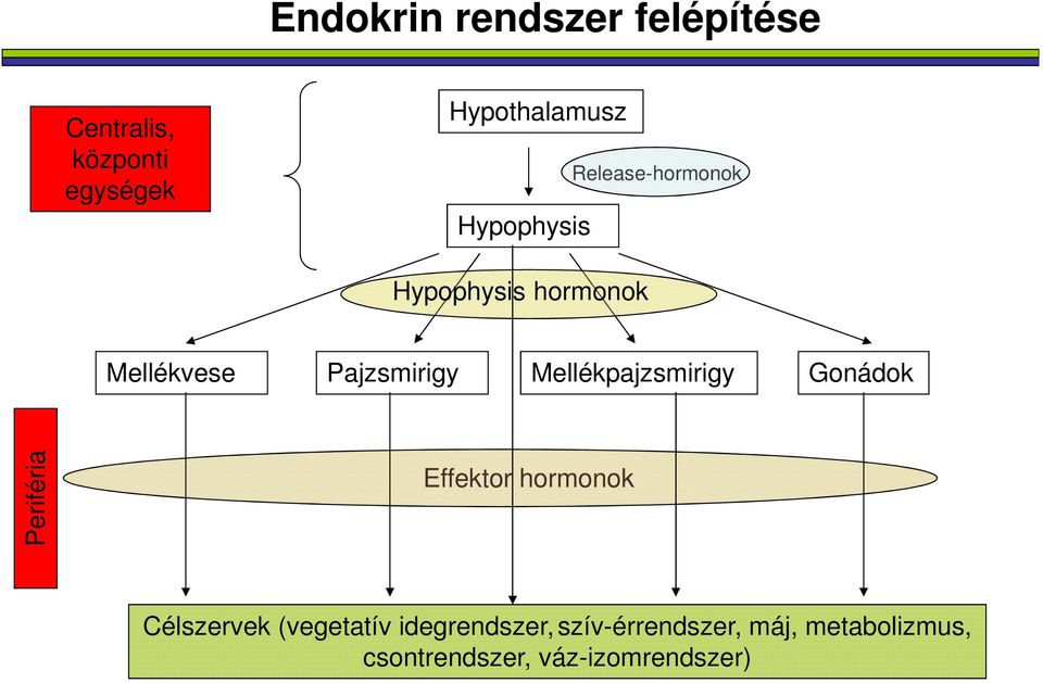 Mellékpajzsmirigy Gonádok Periféria Effektor hormonok Célszervek (vegetatív