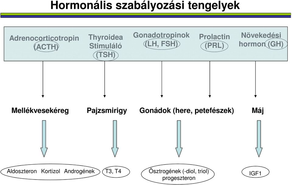 hormon (GH) Mellékvesekéreg Pajzsmirigy Gonádok (here, petefészek) Máj