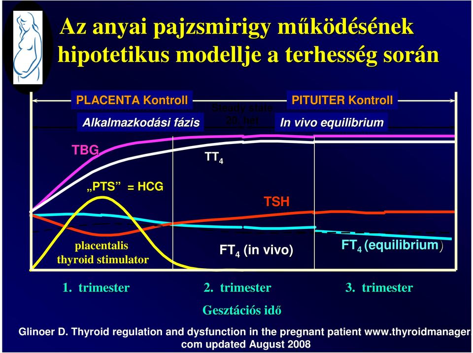hét TT 4 PITUITER Kontroll In vivo equilibrium PTS = HCG TSH placentalis thyroid stimulator 1.