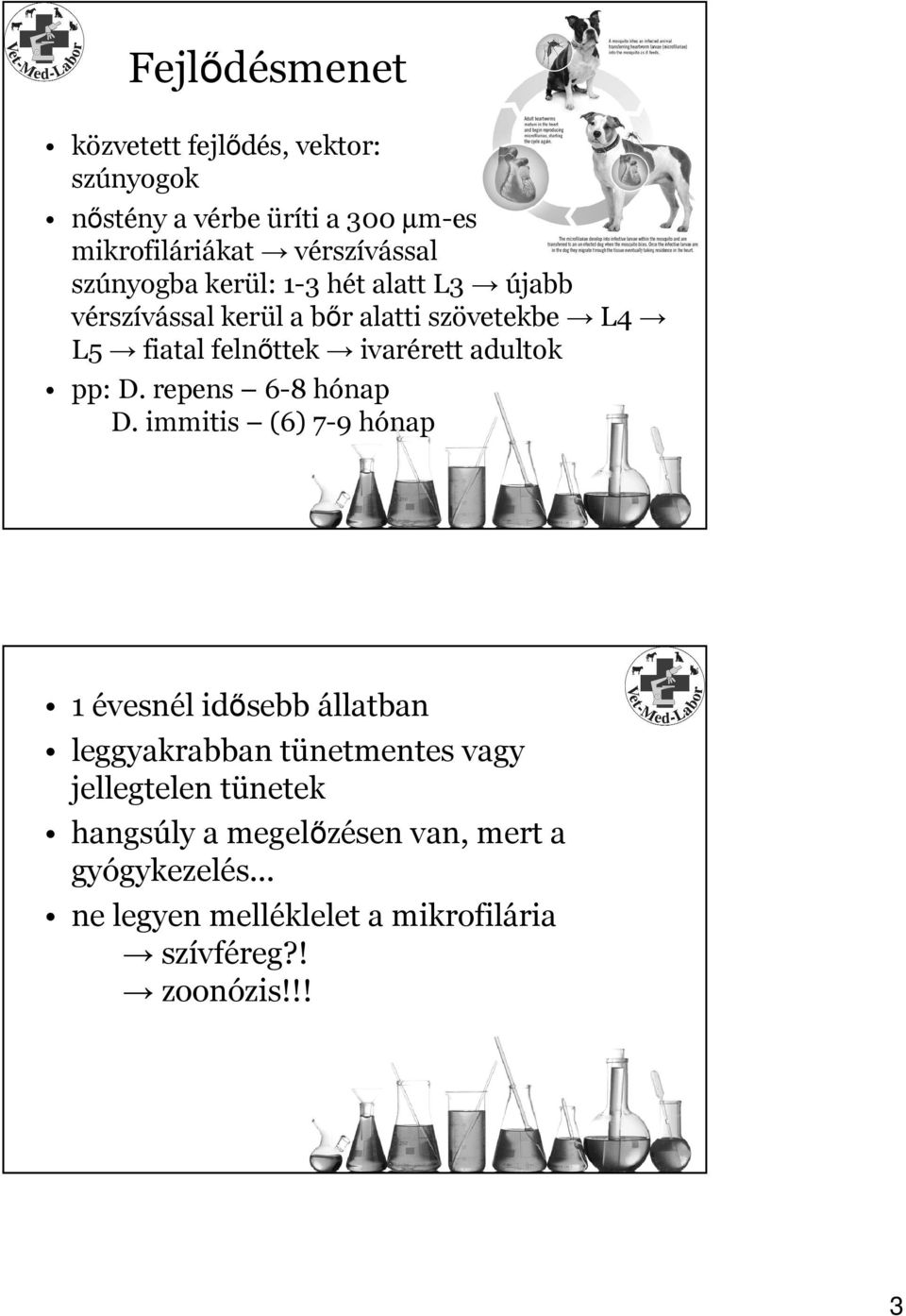 adultok pp: D. repens 6-8 hónap D.