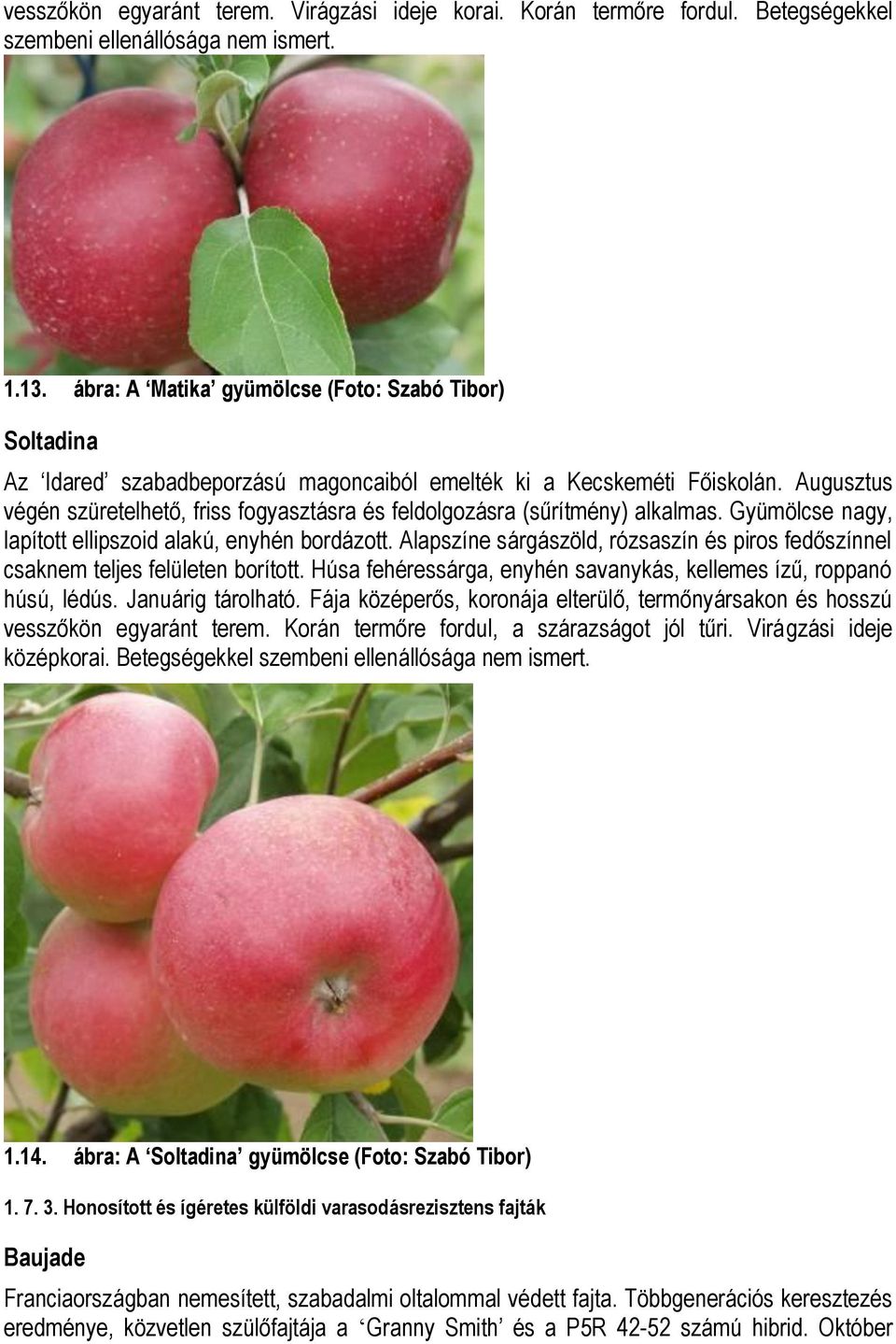 Augusztus végén szüretelhető, friss fogyasztásra és feldolgozásra (sűrítmény) alkalmas. Gyümölcse nagy, lapított ellipszoid alakú, enyhén bordázott.