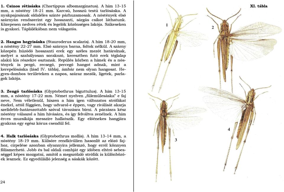 Hangos hegyisáska (Stauroderus scalaris). A hím 18-20 mm, a nőstény 22-27 mm. Első szárnya barna, foltok nélkül.