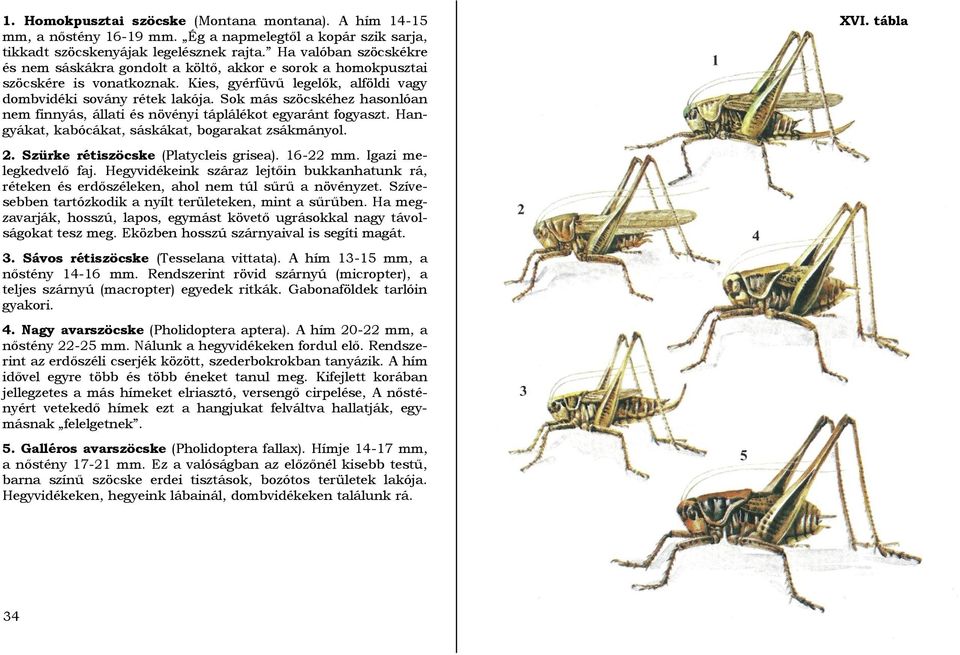 Sok más szöcskéhez hasonlóan nem finnyás, állati és növényi táplálékot egyaránt fogyaszt. Hangyákat, kabócákat, sáskákat, bogarakat zsákmányol. XVI. tábla 2. Szürke rétiszöcske (Platycleis grisea).