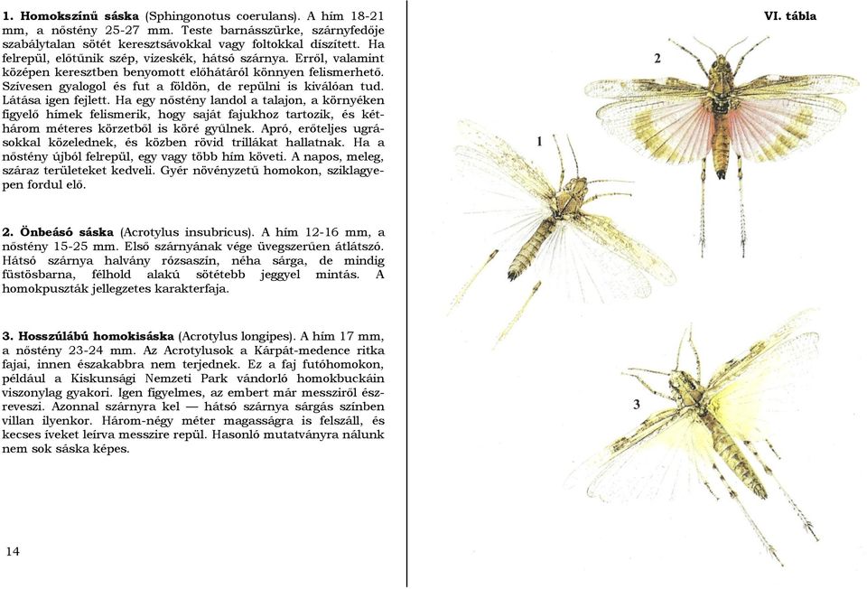 Látása igen fejlett. Ha egy nőstény landol a talajon, a környéken figyelő hímek felismerik, hogy saját fajukhoz tartozik, és kéthárom méteres körzetből is köré gyűlnek.