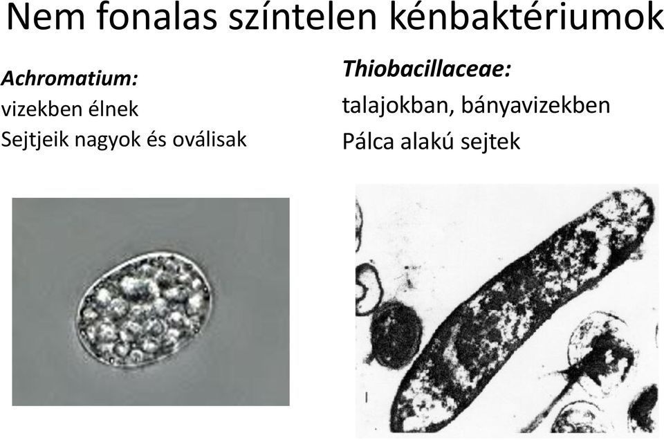nagyok és oválisak Thiobacillaceae: