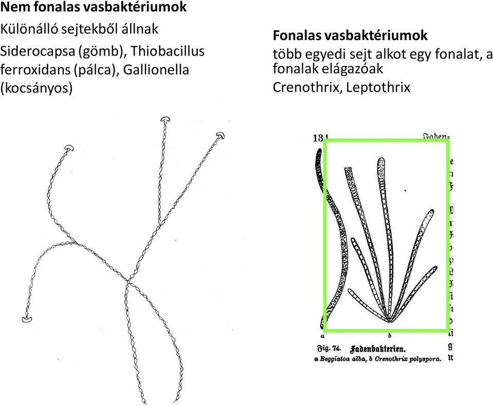 Gallionella (kocsányos) Fonalas vasbaktériumok több egyedi