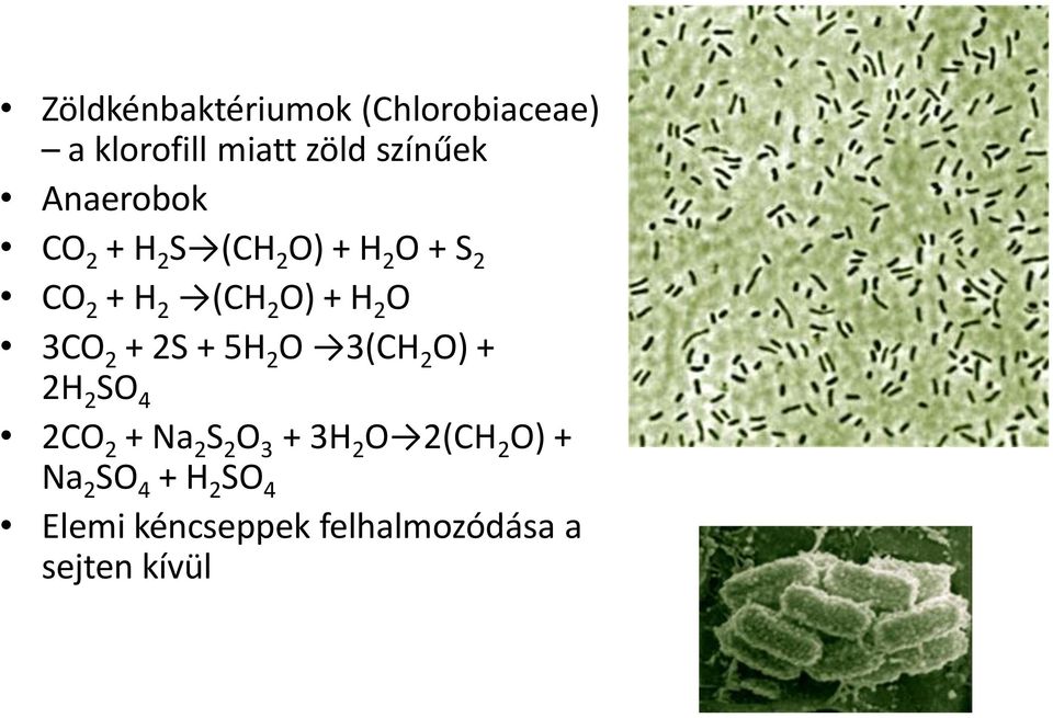 O 3CO 2 + 2S + 5H 2 O 3(CH 2 O) + 2H 2 SO 4 2CO 2 + Na 2 S 2 O 3 + 3H 2