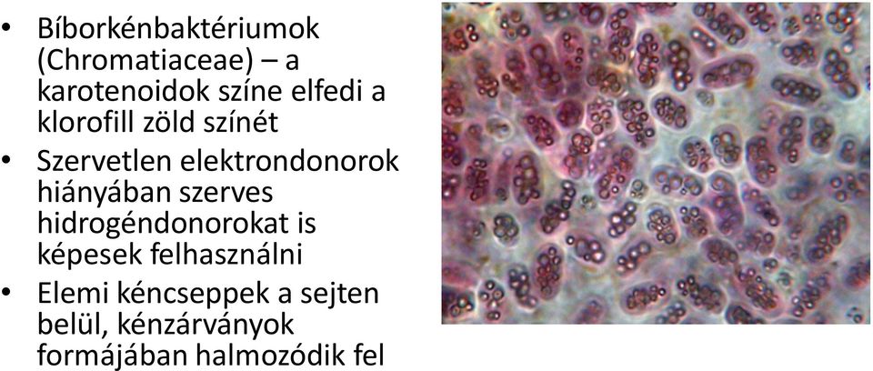 hiányában szerves hidrogéndonorokat is képesek felhasználni