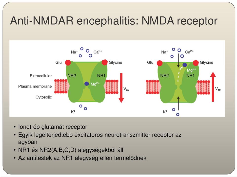 excitatoros neurotranszmitter receptor az agyban NR1 és
