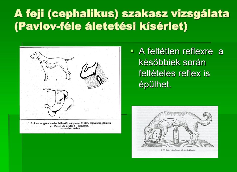 kísérlet) A feltétlen reflexre a