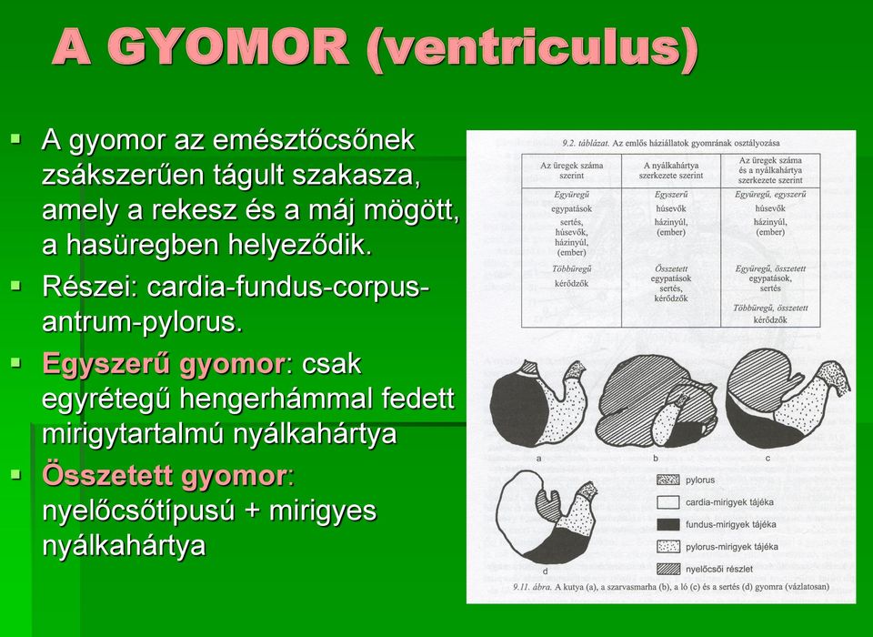 Részei: cardia-fundus-corpusantrum-pylorus.