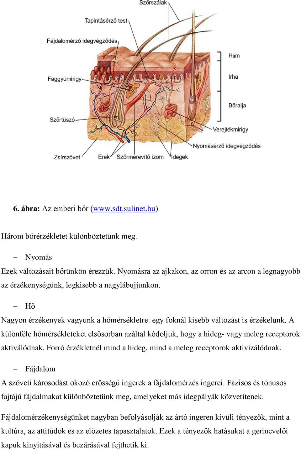 A különféle hőmérsékleteket elsősorban azáltal kódoljuk, hogy a hideg- vagy meleg receptorok aktiválódnak. Forró érzékletnél mind a hideg, mind a meleg receptorok aktivizálódnak.