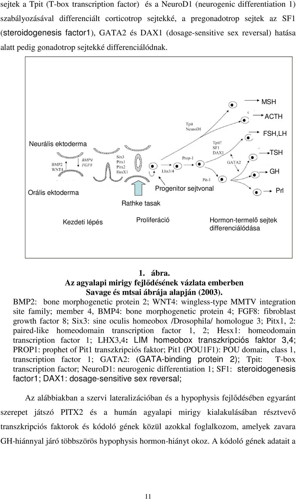 MSH ACTH Neurális ektoderma FSH,LH TSH Orális ektoderma Rathke tasak Progenitor sejtvonal GH Prl Kezdeti lépés Proliferáció Hormon-termelő sejtek differenciálódása 1. ábra.