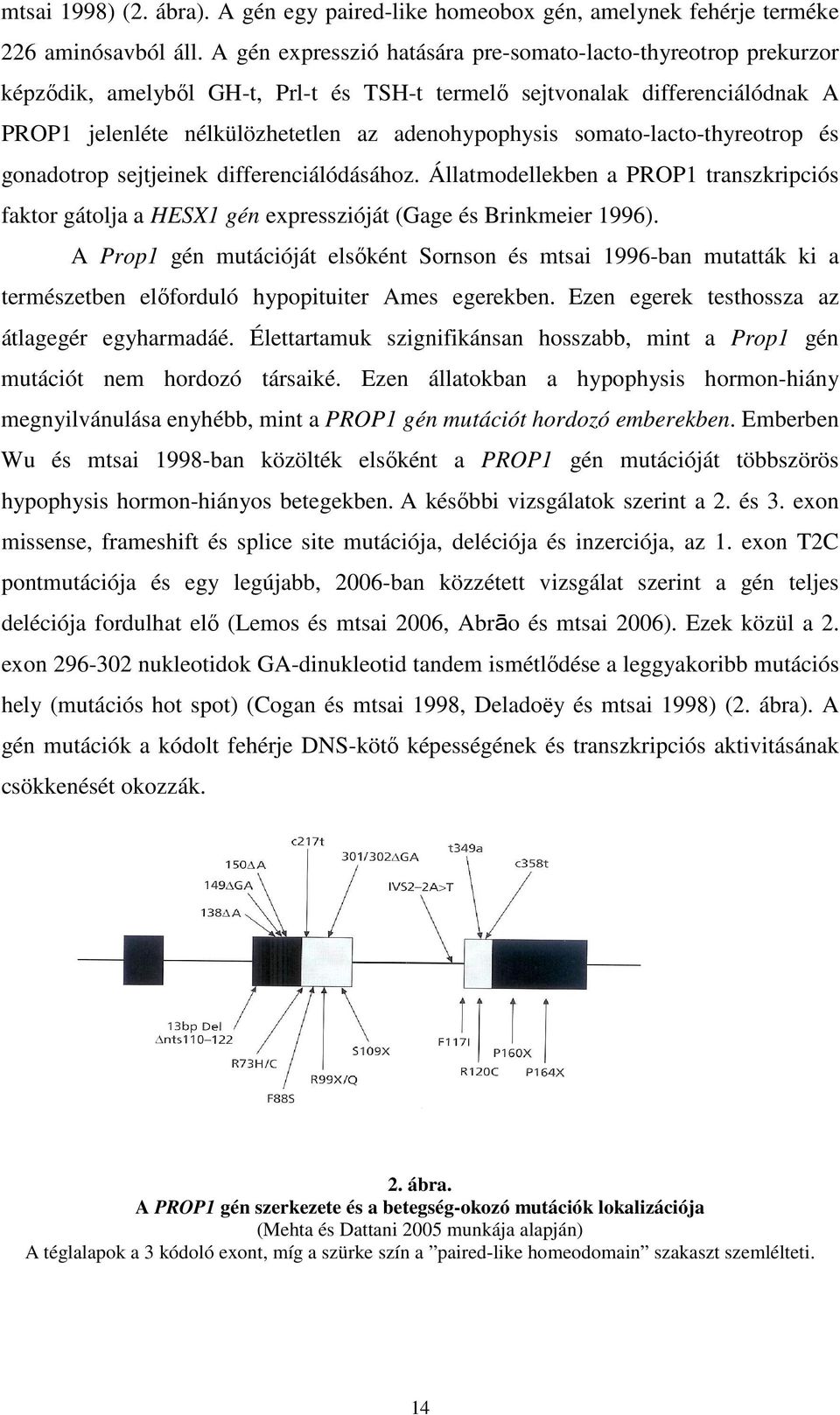 somato-lacto-thyreotrop és gonadotrop sejtjeinek differenciálódásához. Állatmodellekben a PROP1 transzkripciós faktor gátolja a HESX1 gén expresszióját (Gage és Brinkmeier 1996).