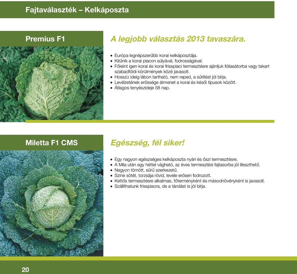Levélzetének erôssége átmenet a korai és késôi típusok között. Átlagos tenyészideje 58 nap. Miletta F1 CMS Egészség, fél siker! Egy nagyon egészséges kelkáposzta nyári és ôszi termesztésre.