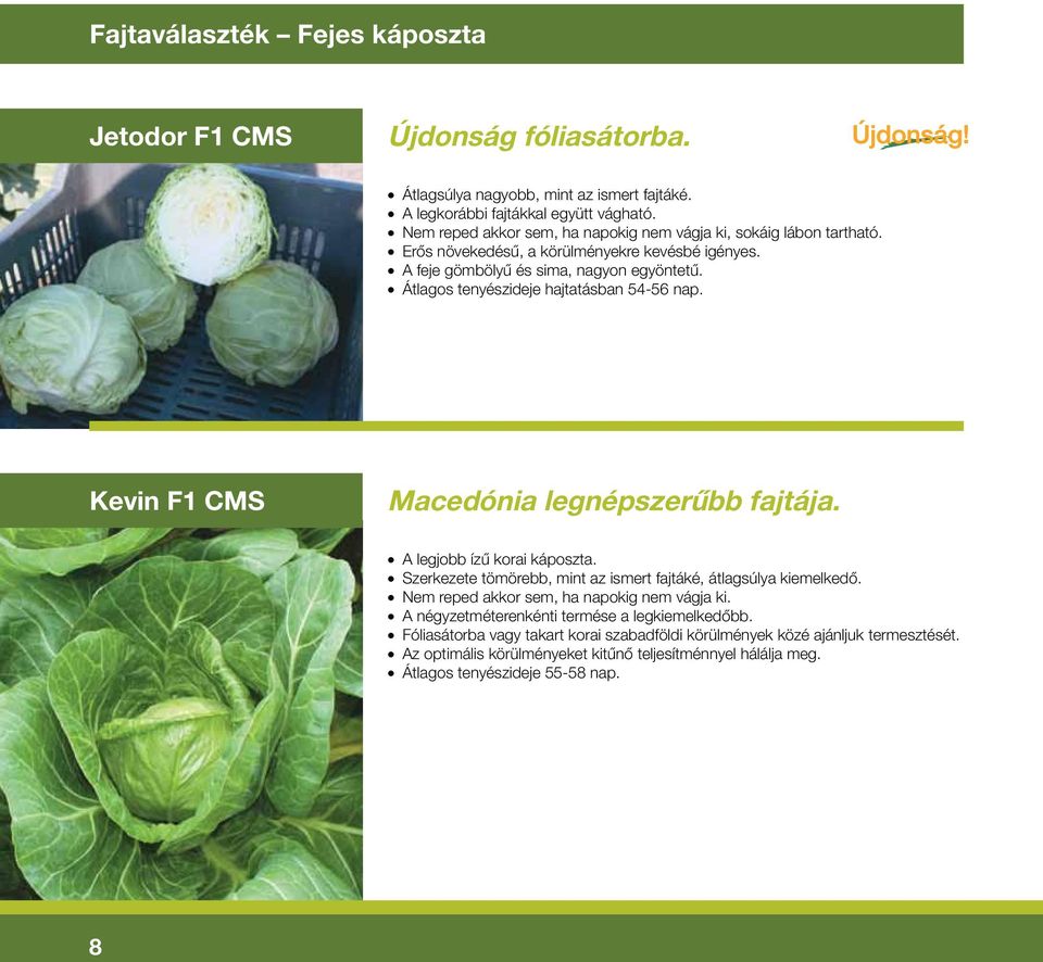 Átlagos tenyészideje hajtatásban 54-56 nap. Kevin F1 CMS Macedónia legnépszerûbb fajtája. A legjobb ízû korai káposzta. Szerkezete tömörebb, mint az ismert fajtáké, átlagsúlya kiemelkedô.