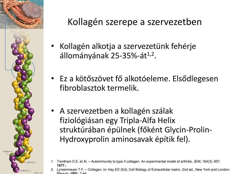 A szervezetben a kollagén szálak fiziológiásan egy Tripla-Alfa Helix struktúrában ép lnek (főké t Glycin-Prolin- Hydroxyprolin aminosavak