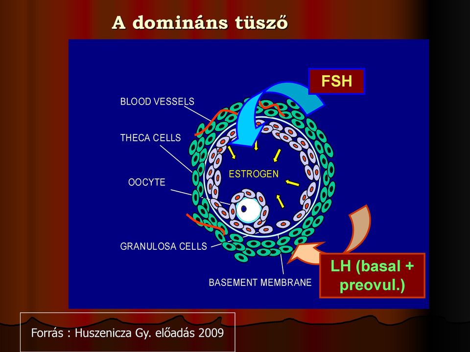 CELLS BASEMENT MEMBRANE LH (basal +