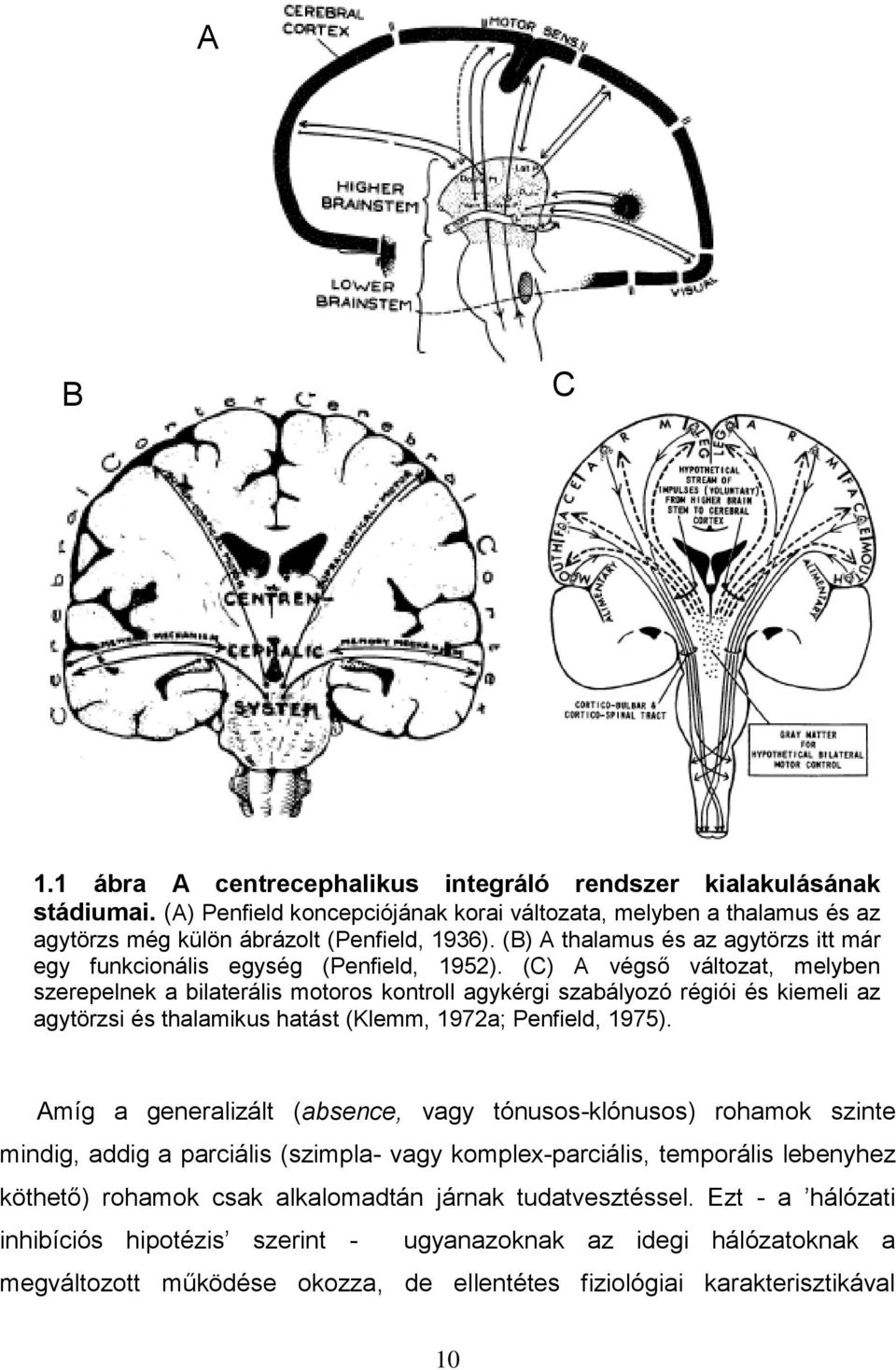 (C) A végső változat, melyben szerepelnek a bilaterális motoros kontroll agykérgi szabályozó régiói és kiemeli az agytörzsi és thalamikus hatást (Klemm, 1972a; Penfield, 1975).