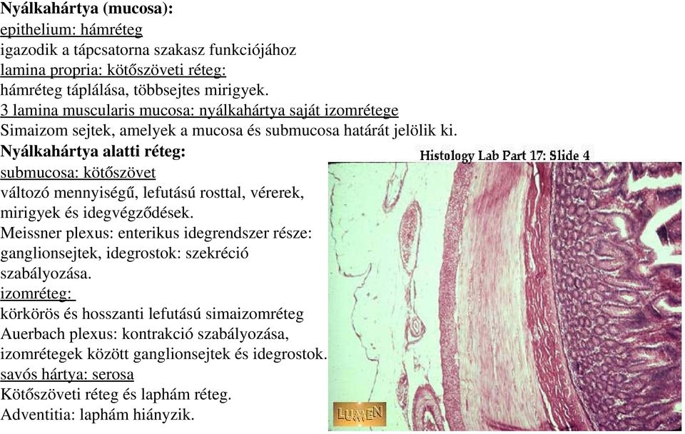 Nyálkahártya alatti réteg: submucosa: kötőszövet változó mennyiségű, lefutású rosttal, vérerek, mirigyek és idegvégződések.
