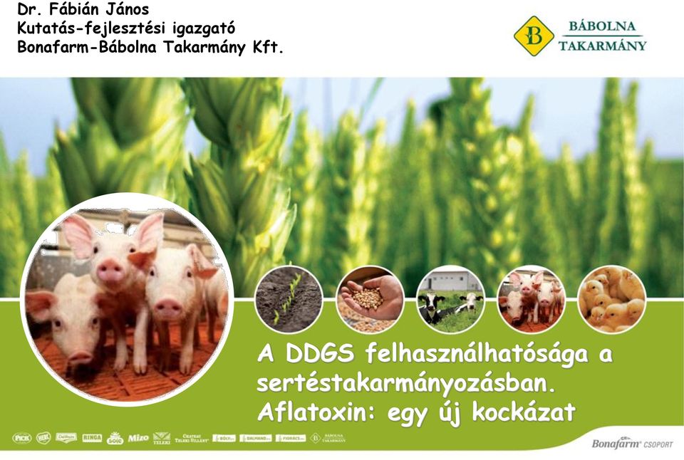 A DDGS felhasználhatósága a sertéstakarmányozásban. Aflatoxin: egy új  kockázat - PDF Free Download