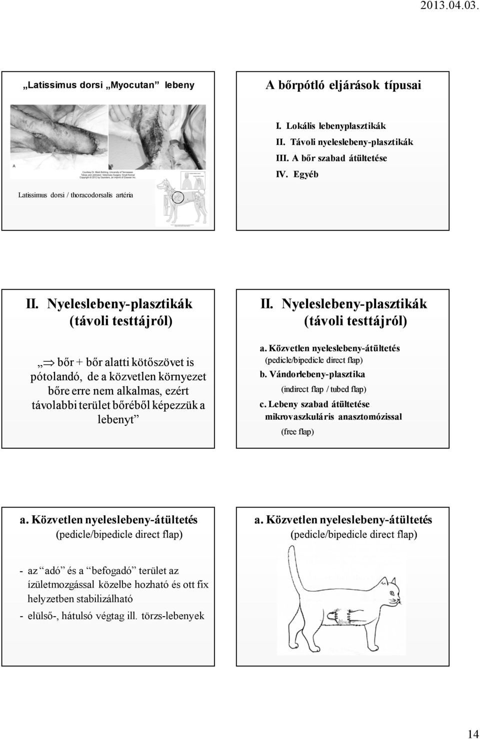 Nyeleslebeny-plasztikák (távoli testtájról) bőr + bőr alatti kötőszövet is pótolandó, de a közvetlen környezet bőre erre nem alkalmas, ezért távolabbi terület bőréből képezzük a lebenyt II.