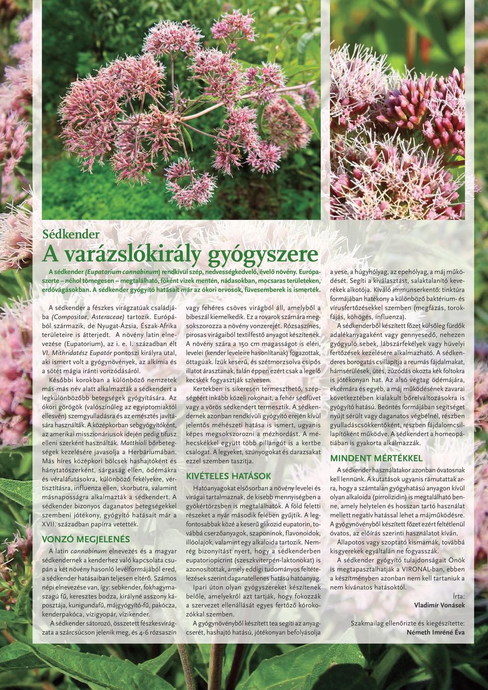 A sédkender a fészkes virágzatúak családjába (Compositae, Asteraceae) tartozik. Európából származik, de Nyugat-Ázsia, Észak-Afrika területeire is átterjedt.