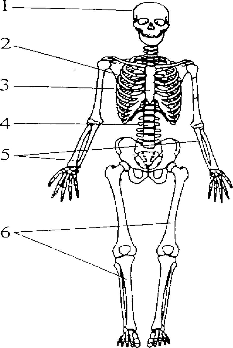 TÉMA. A csontváz az emberi test támasza. Hogyan mozog az ember? - PDF  Ingyenes letöltés