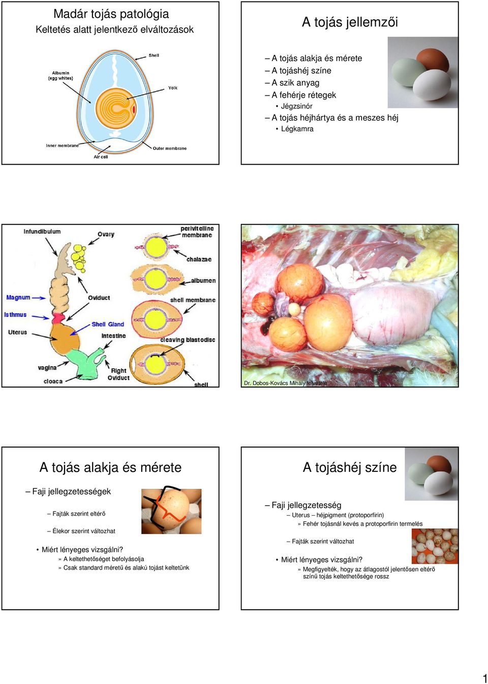 Dobos-Kovács Mihály felvétele A tojás alakja és mérete Faji jellegzetességek Fajták szerint eltérı Élekor szerint változhat Miért lényeges vizsgálni?