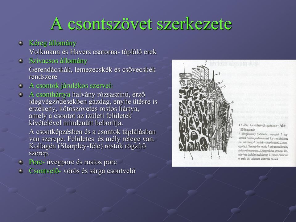 kötőszövetes rostos hártya, amely a csontot az ízületi felületek kivételével mindenütt beborítja.