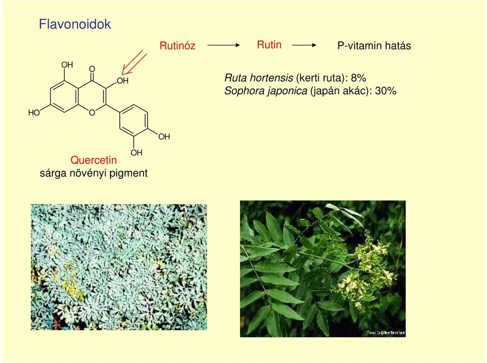 (kerti ruta): 8% ophora japonica