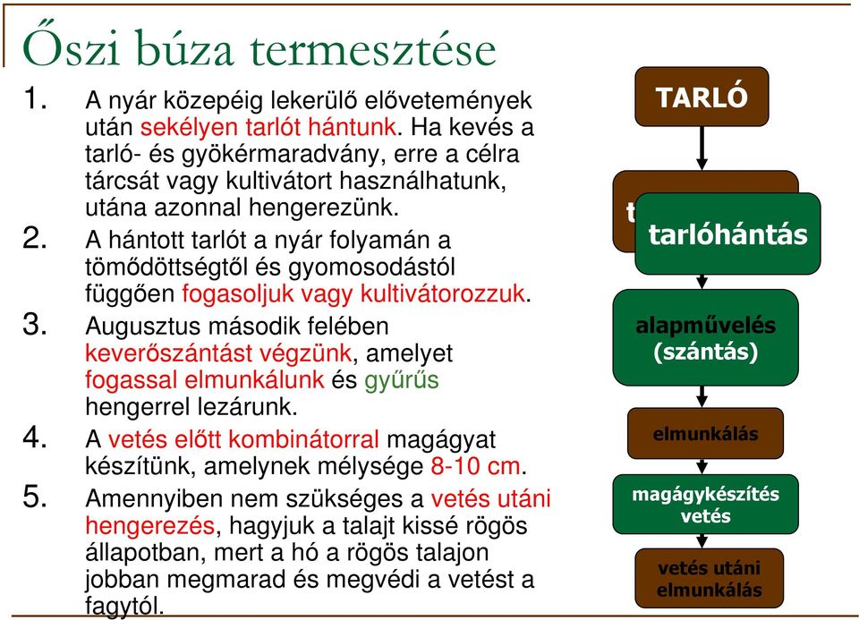A hántott tarlót a nyár folyamán a tömıdöttségtıl és gyomosodástól függıen fogasoljuk vagy kultivátorozzuk. 3.