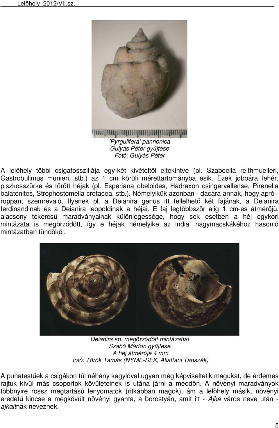 Ilyenek pl. a Deianira genus itt fellelhetı két fajának, a Deianira ferdinandinak és a Deianira leopoldinak a héjai.