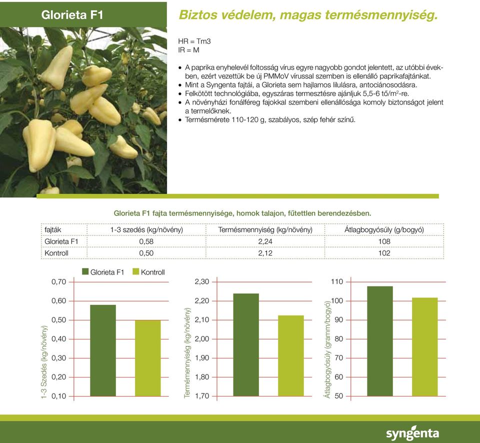 Mint a Syngenta fajtái, a Glorieta sem hajlamos lilulásra, antociánosodásra. Felkötött technológiába, egyszáras termesztésre ajánljuk 5,5-6 tô/m 2 -re.