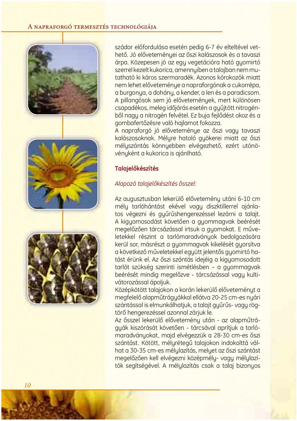 Azonos kórokozók miatt nem lehet előveteménye a napraforgónak a cukorrépa, a burgonya, a dohány, a kender, a len és a paradicsom.