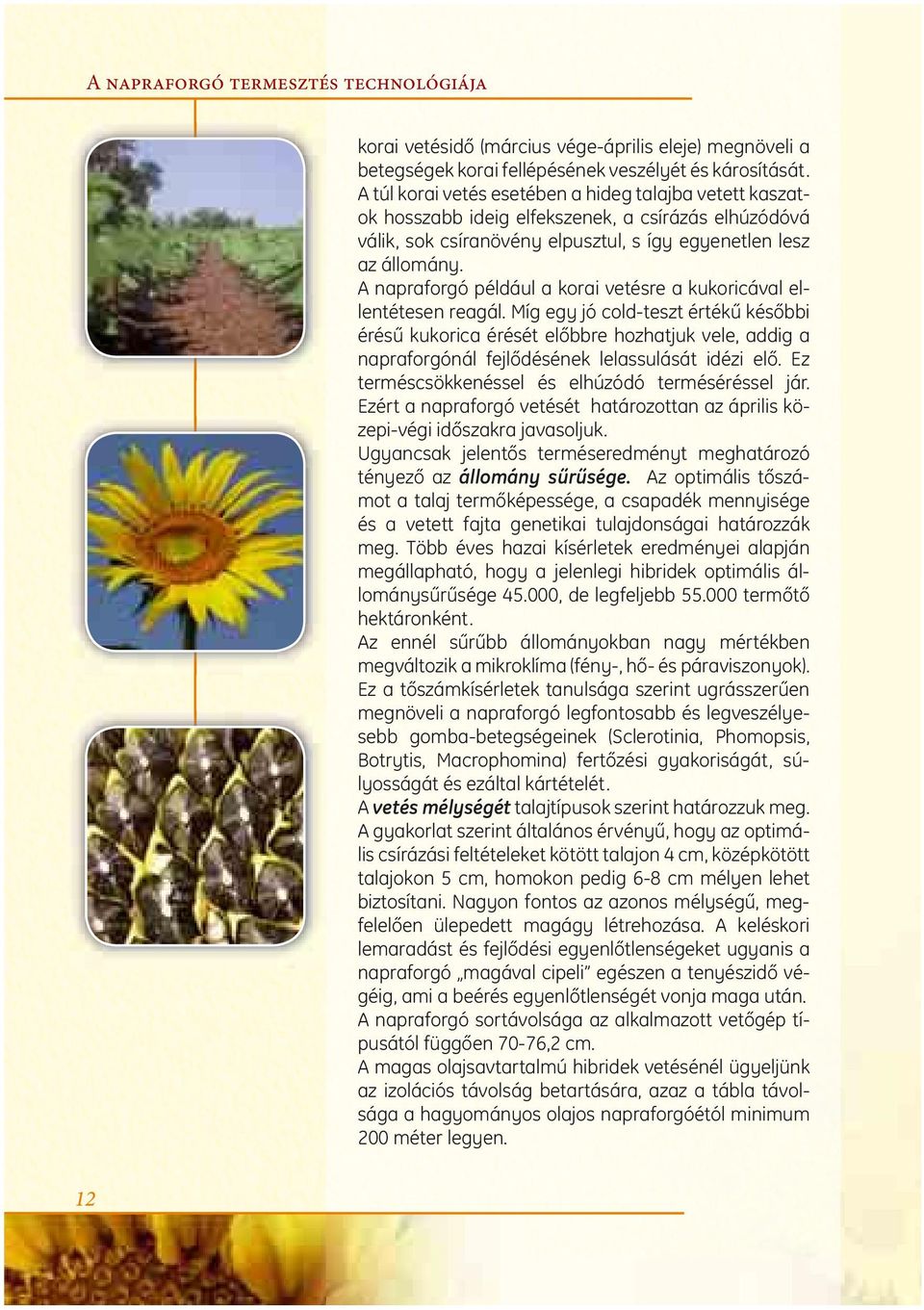 A napraforgó például a korai vetésre a kukoricával ellentétesen reagál.