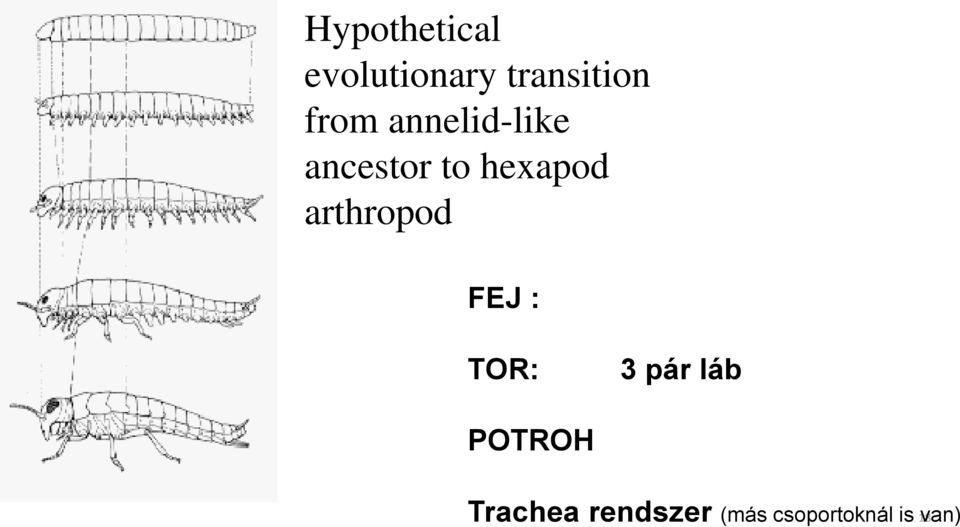 arthropod FEJ : TOR: 3 pár láb POTROH
