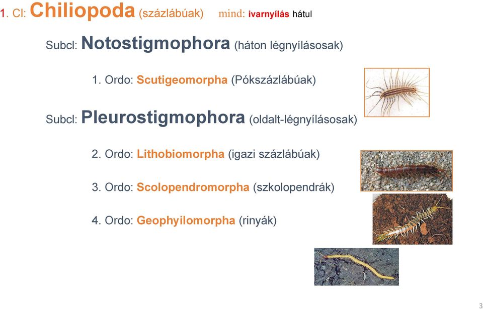 Ordo: Scutigeomorpha (Pókszázlábúak) Subcl: Pleurostigmophora