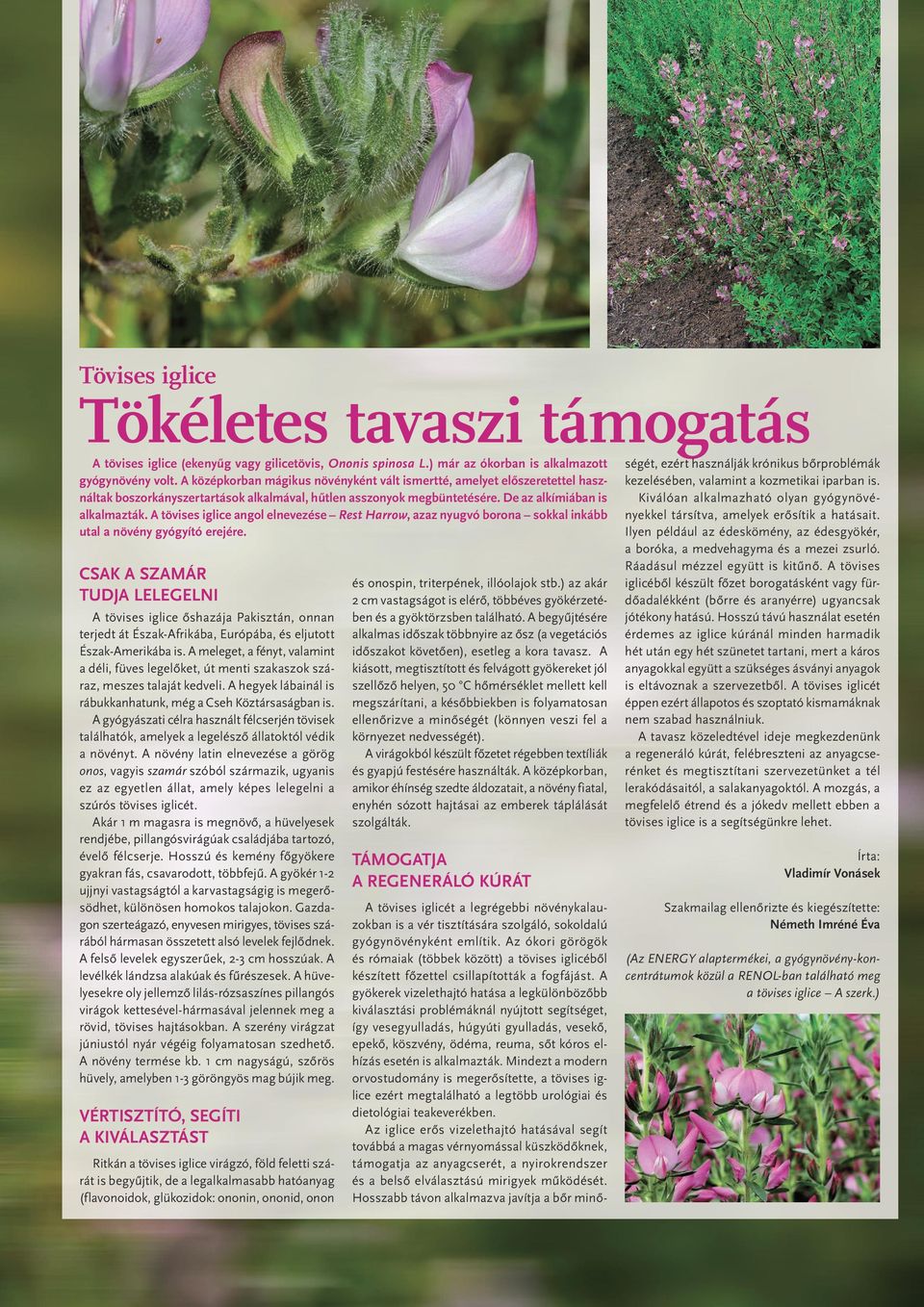 A tövises iglice angol elnevezése Rest Harrow, azaz nyugvó borona sokkal inkább utal a növény gyógyító erejére.