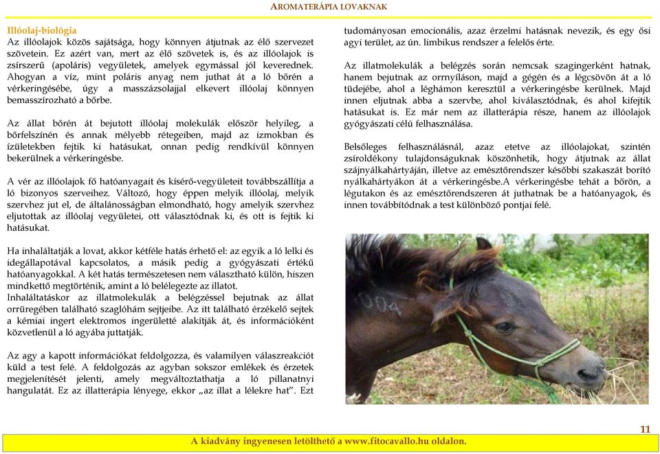 gél lovak és emberi ízületek számára)