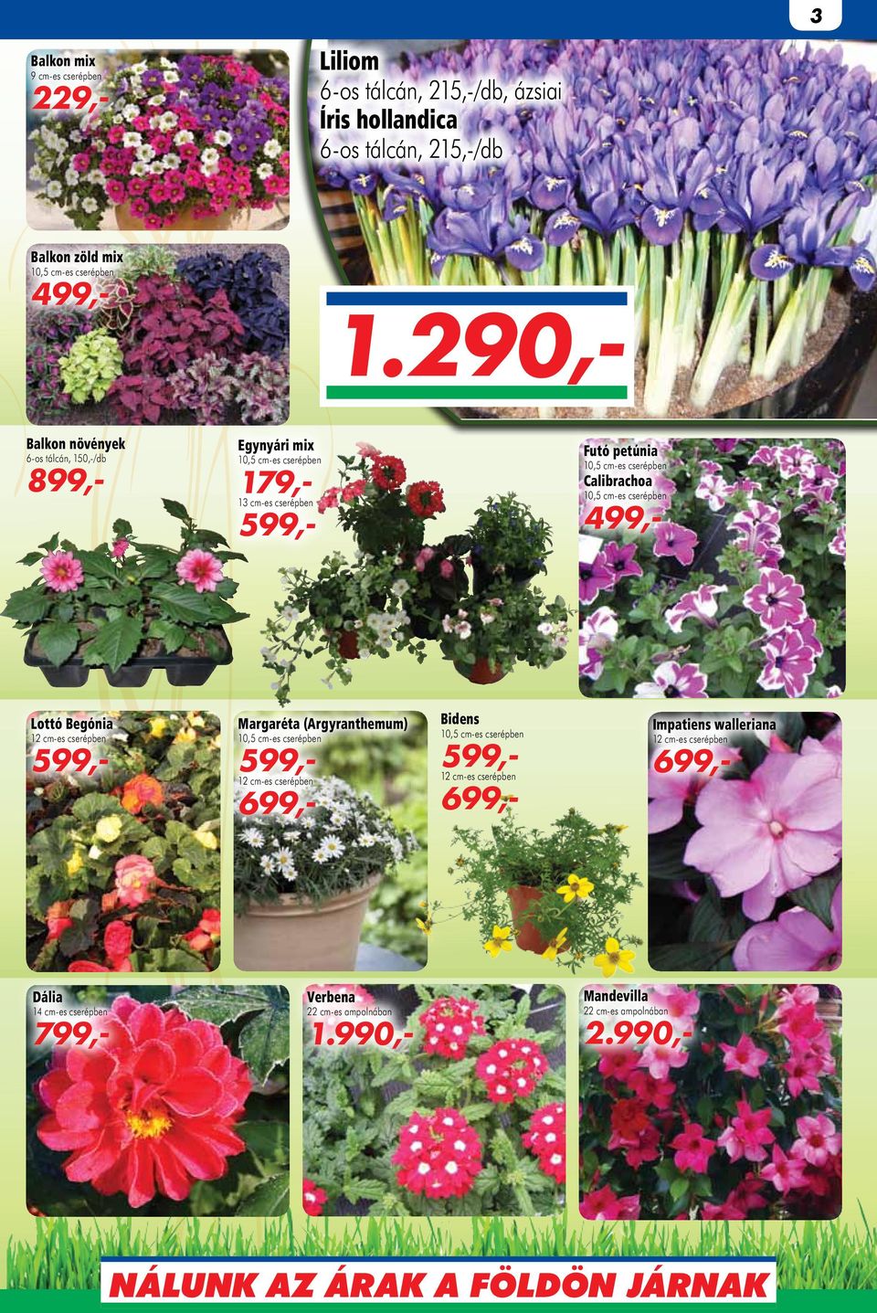 290,- Balkon növények 6-os tálcán, 150,-/db 899,- Egynyári mix 179,- 13 cm-es cserépben Futó petúnia
