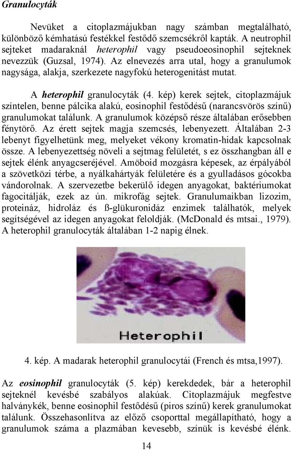 Az elnevezés arra utal, hogy a granulumok nagysága, alakja, szerkezete nagyfokú heterogenitást mutat. A heterophil granulocyták (4.
