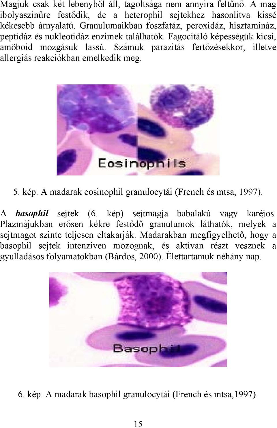 Számuk parazitás fertőzésekkor, illetve allergiás reakciókban emelkedik meg. 5. kép. A madarak eosinophil granulocytái (French és mtsa, 1997). A basophil sejtek (6.