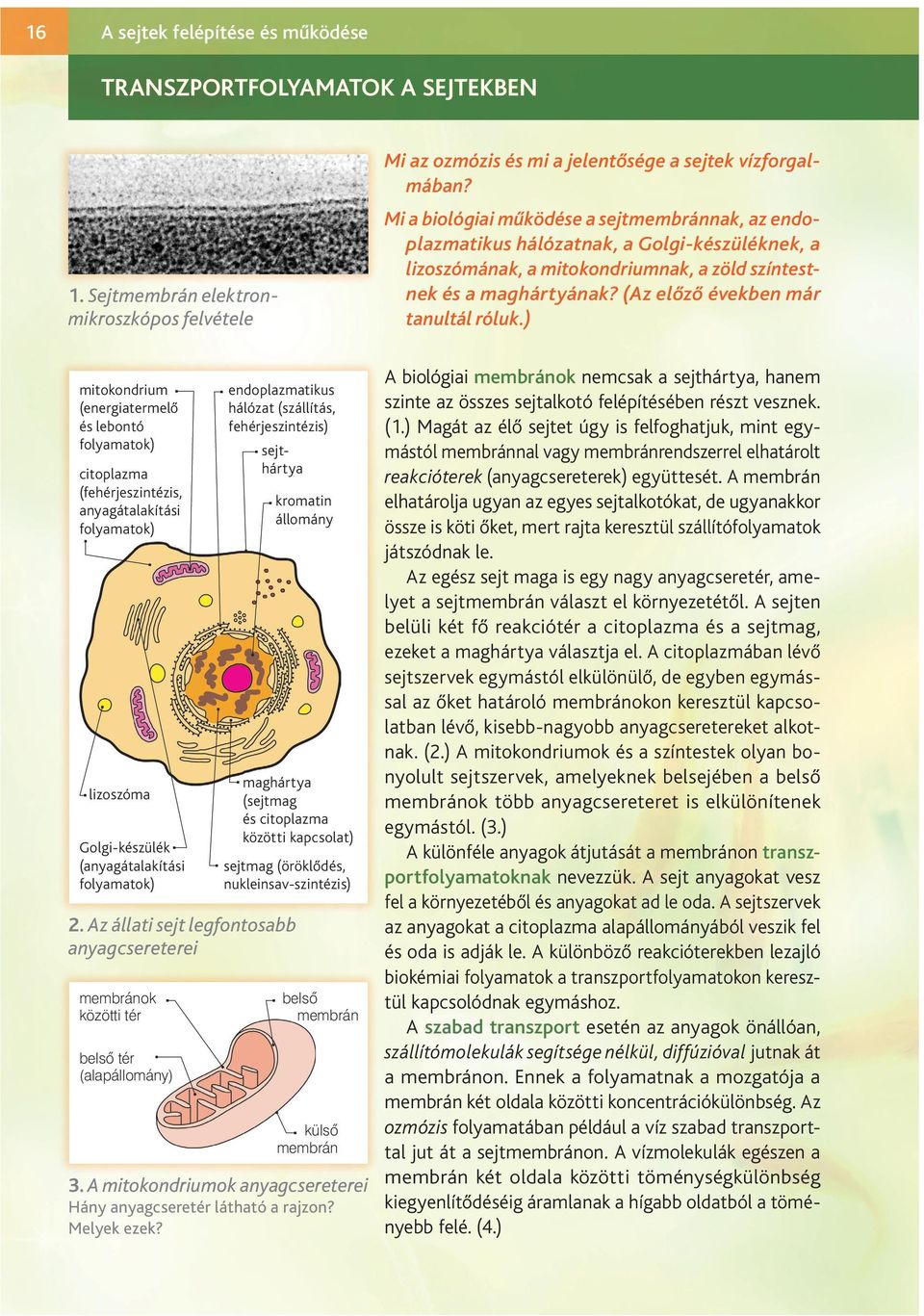 TRANSZPORTFOLYAMATOK A SEJTEKBEN - PDF Free Download