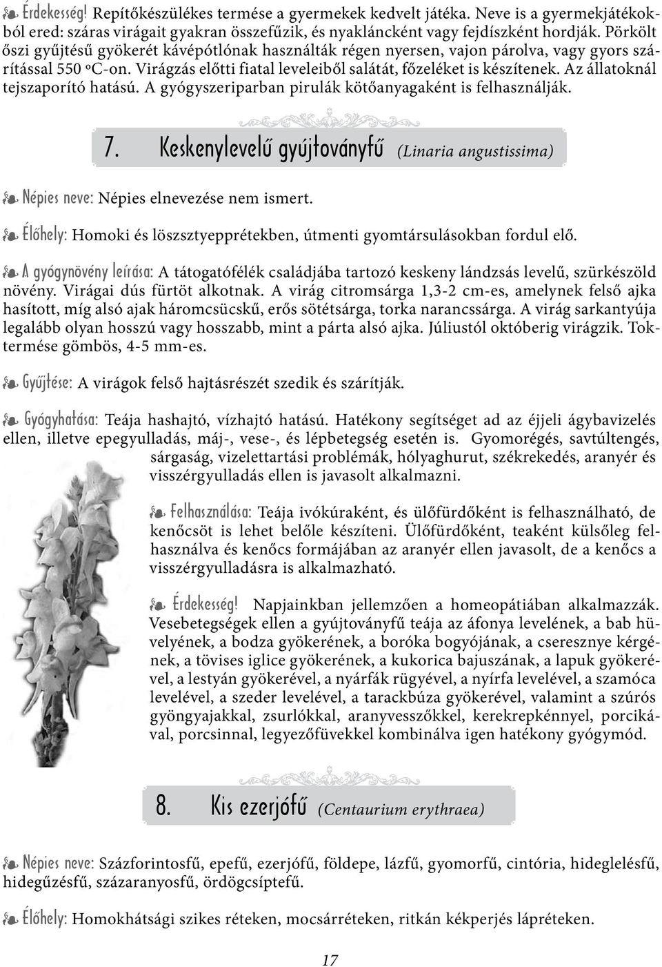 Az állatoknál tejszaporító hatású. A gyógyszeriparban pirulák kötőanyagaként is felhasználják. 7. Keskenylevelű gyújtoványfű (Linaria angustissima) Népies neve: Népies elnevezése nem ismert.